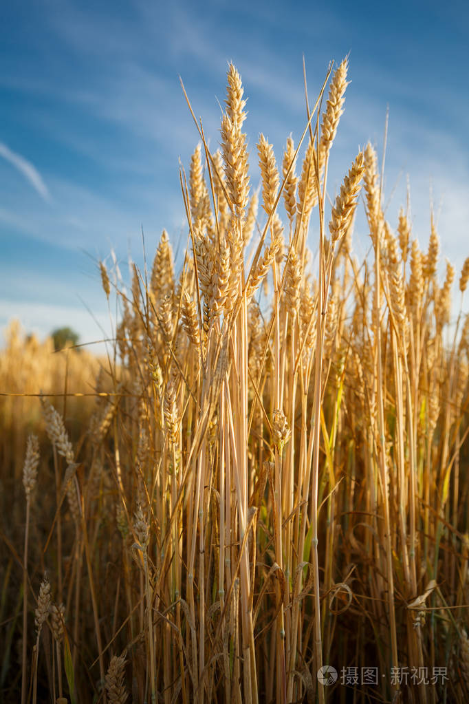 金黄麦子玉米特写, 丰富的庄稼