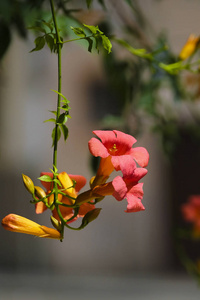 背景与花的形象