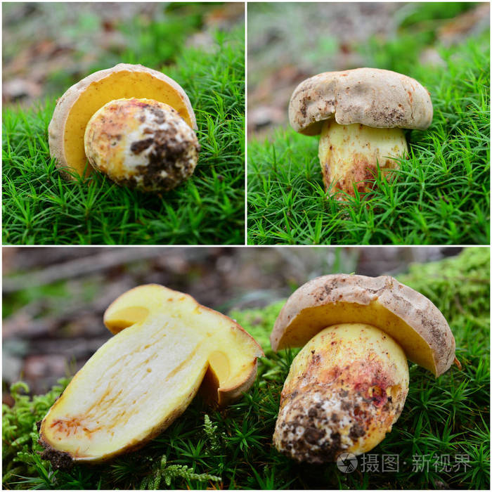 Butyriboletus subappendiculatus 蘑菇