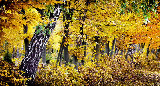 秋天晴朗的日子, 树上的黄树叶。秋天公园里的树