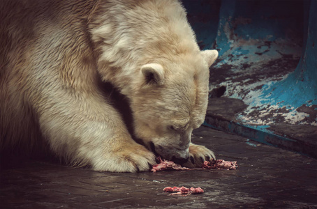 北极熊吃肉和他脸上的血