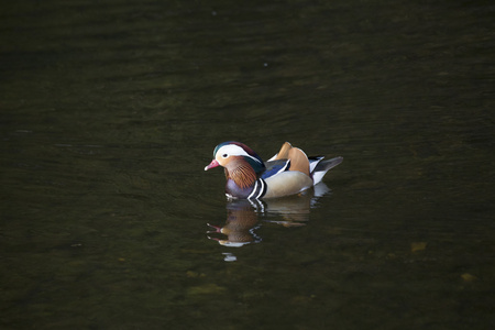 普通话鸭Aix galericulata