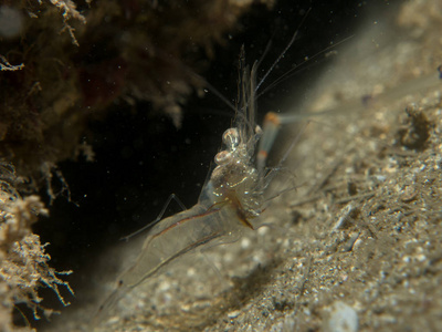德班跳舞虾在沙滩上的透明虾照片