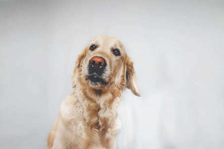 黄金猎犬狗看惊讶看着有趣