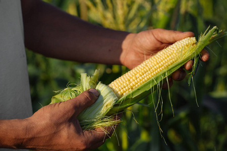 农民在玉米田的手里拿着玉米芯
