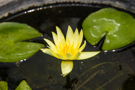 黄睡莲或莲花朵鲜花，盛开在池塘上