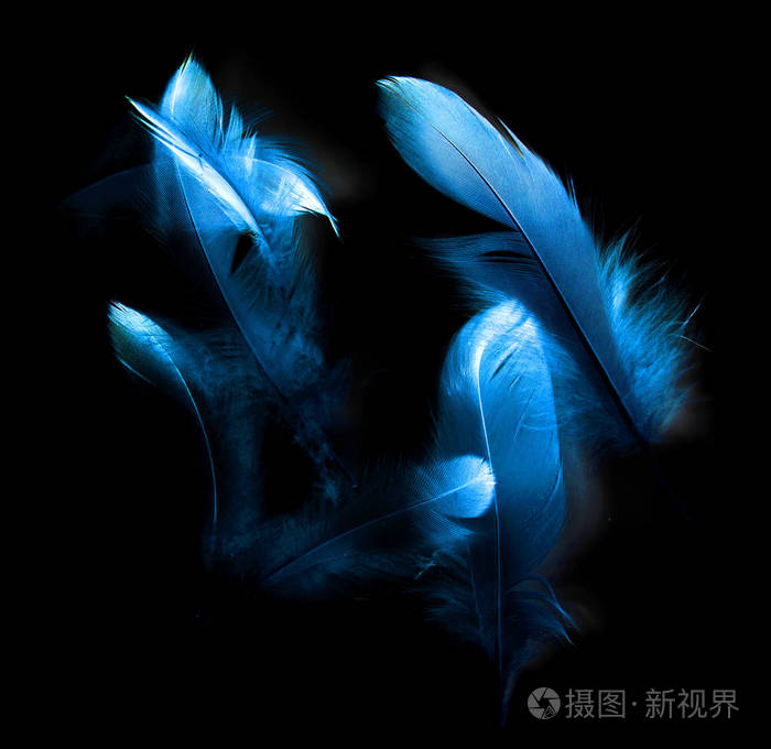 在黑色背景上的鸟羽照片 正版商用图片0rq4bq 摄图新视界