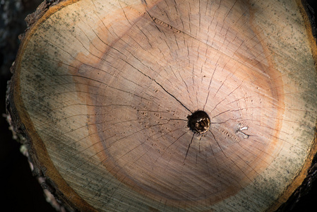 裂木树桩纹理顶部视图