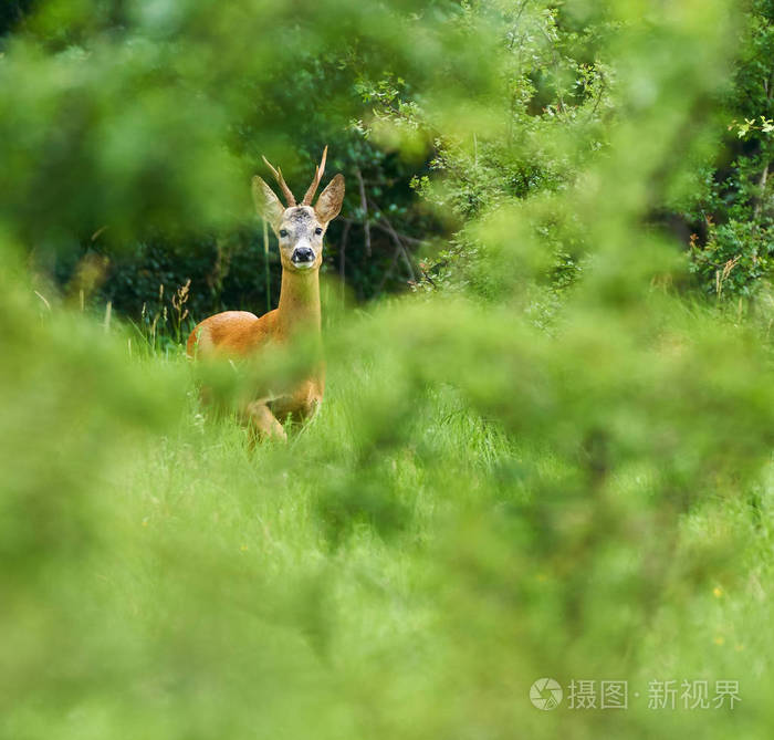 在森林里的年轻 raoebuck