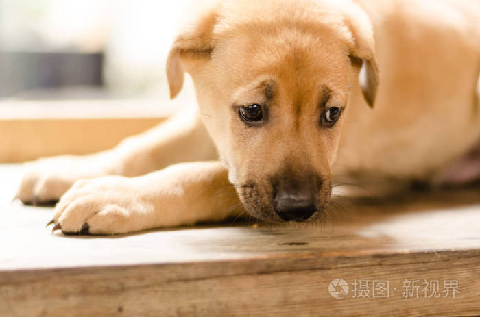 一只小狗的肖像