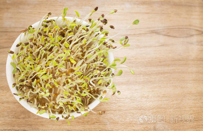 发芽的苜蓿种子 紫花苜蓿照片 正版商用图片0rq8az 摄图新视界