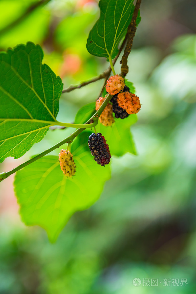 成熟和不成熟的桑树在树枝上.选择性的焦点