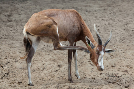 Blesbock 野生动物