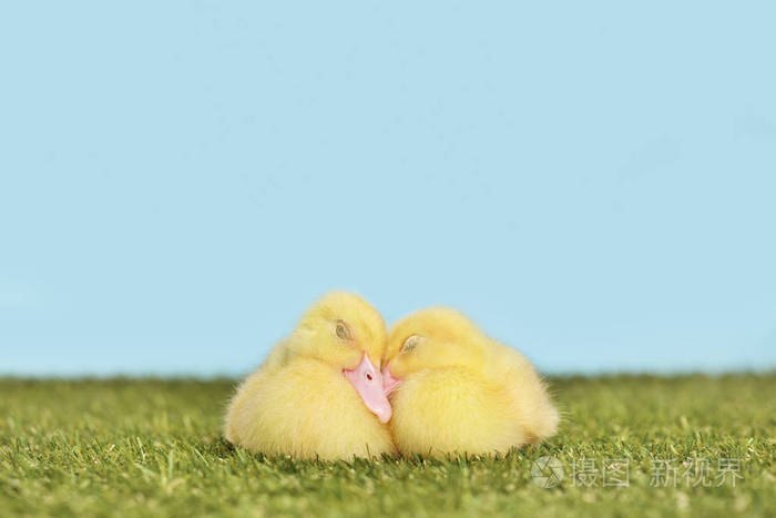 几只小鸭子睡在草地上