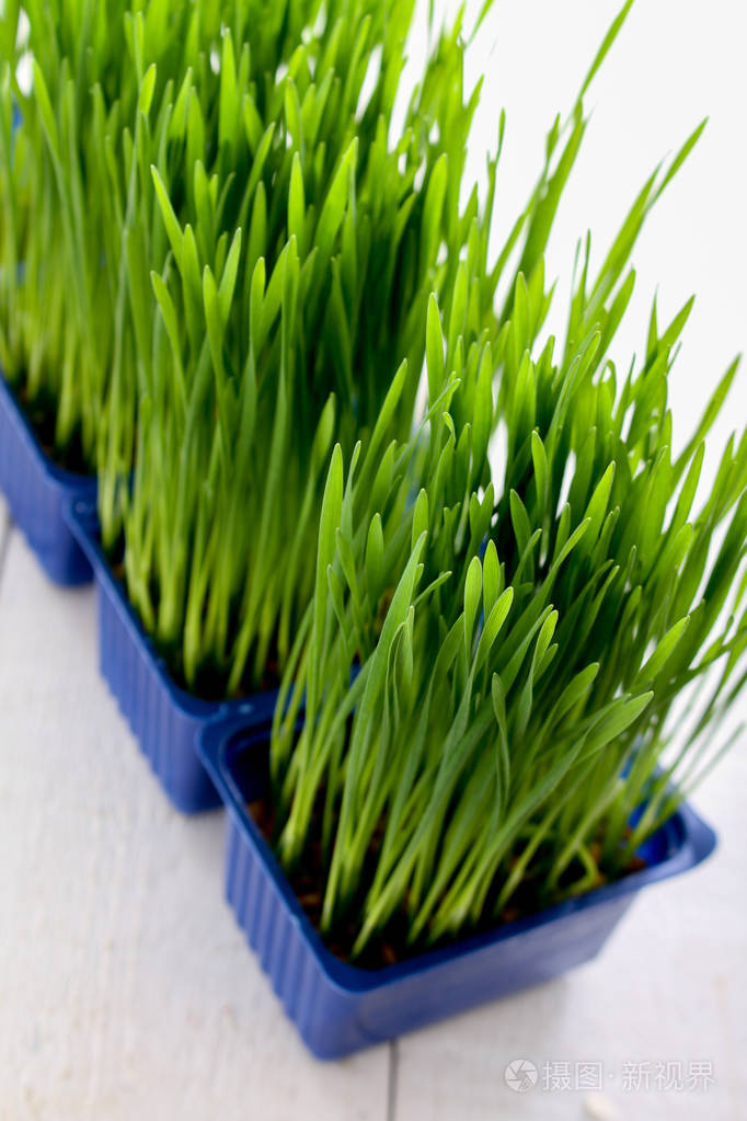 生长健康的麦草