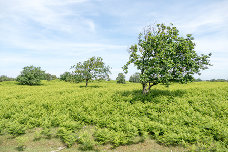 在阿姆斯特丹 Waterleidingduinen 沙丘