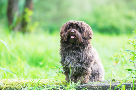 犬种去年成为狗的肖像