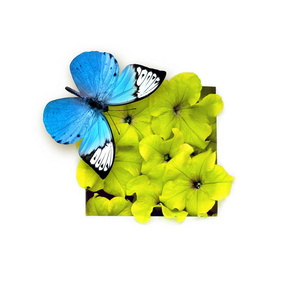 蓝色蝴蝶和花朵被隔离在白色背景上。美丽的昆虫