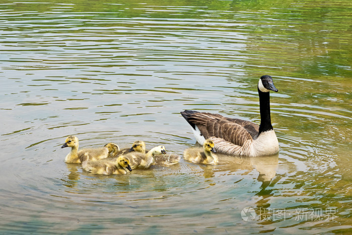 游泳与小鹅在池塘上的加拿大鹅