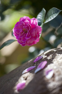 粉红玫瑰夏日花园图片