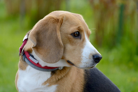 小猎犬狗肖像的性质