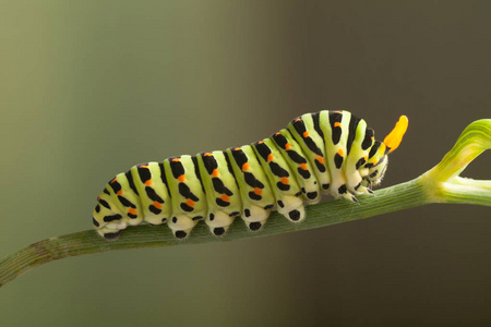 在莳萝上 machaon 绿毛毛虫的特写照片