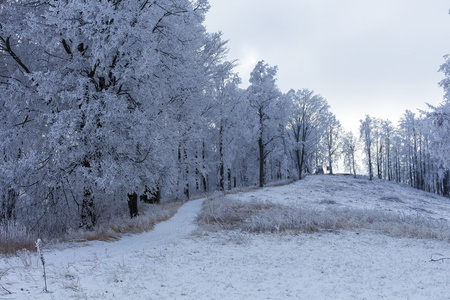 冬季树木积雪覆盖的新鲜山图片