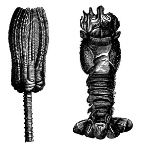 图 275. 棘皮动物和海百合, 图276。甲壳类三叠纪期, 复古刻插图。地球在人之前1886