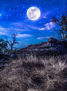 景观的荒野的许多星星的夜空