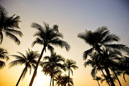 在日落沙滩上的棕榈树