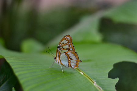 蝴蝶在 Benalmdena Mariposario, Mlaga, 一个充满生机和色彩的地方