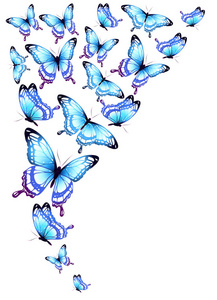 蓝色蝴蝶设计, 在白色背景下分离