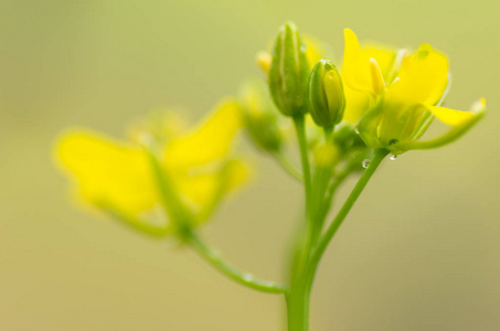 黄色的花朵在自然的绿色背景下, 柔和的焦点