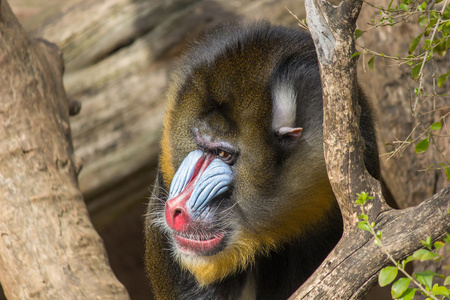 巴塞罗那的动物园里的猴子图片