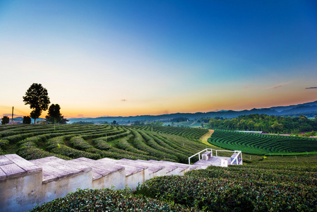 在泰国清莱茶种植园景观观日出日落