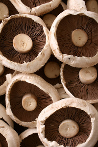 新鲜生野蘑菇