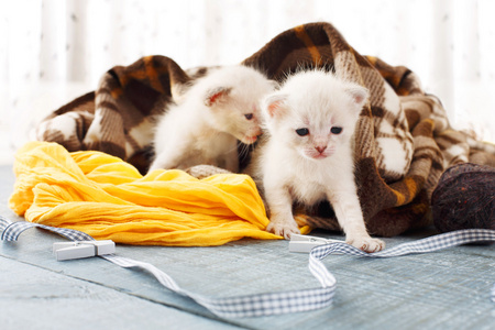 刚出生的小猫图片