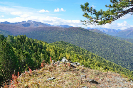 俄罗斯, 阿尔泰山, Maralnik 附近的自然