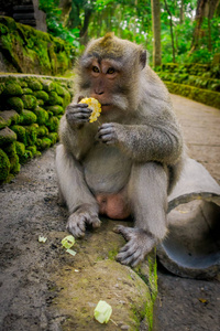长尾猕猴食蟹猴在乌布猴子林寺吃在巴厘岛上用他的手，cob 玉米