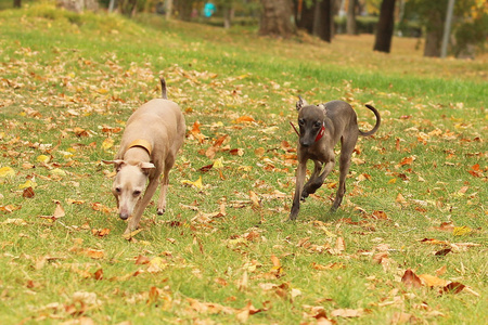 灵犬图片大全