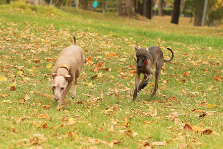 秋灵犬诚黄犬的耳朵图片