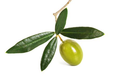绿橄榄果图片