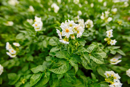 盛开的马铃薯白花在一片新鲜绿叶的田野特写中照片