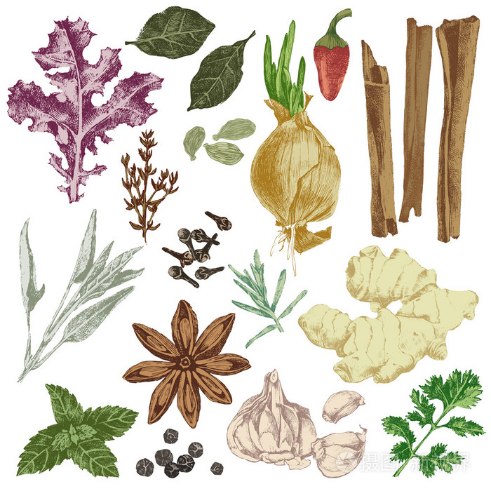 手绘的药草和香料集