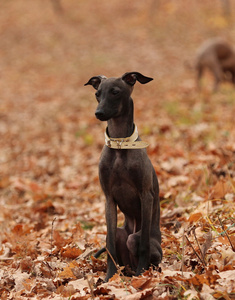 小意大利灵缇犬图片