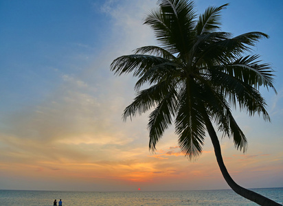 在 Maldevian 海滩上棕榈