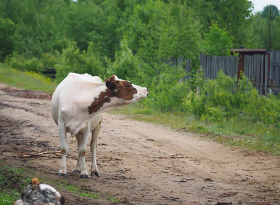 牛在夏天在村庄