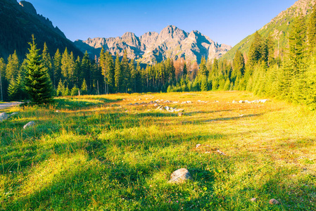 美丽的林间景观和高 Tatra 的山脉在波兰, 在黎明拍摄