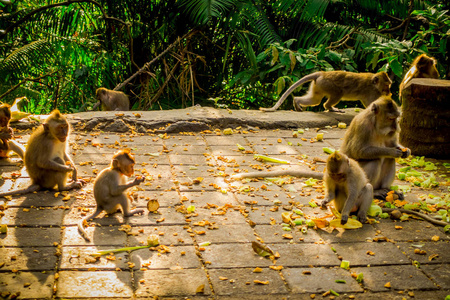 美丽集团的长尾猕猴食蟹猴在乌布猴子林寺，在一个晴朗的日子，在印度尼西亚巴厘岛上的林子里吃水果
