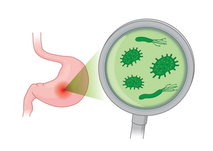 用放大镜观察人胃中的细菌。医疗保健和医疗的概念说明